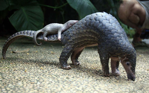 pangolin and five facts you may not know