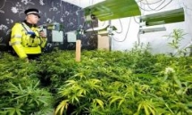 3 Vietnamese children rescued from UK cannabis farm