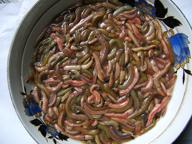 Enjoy fried ragworm omelet in Hanoi