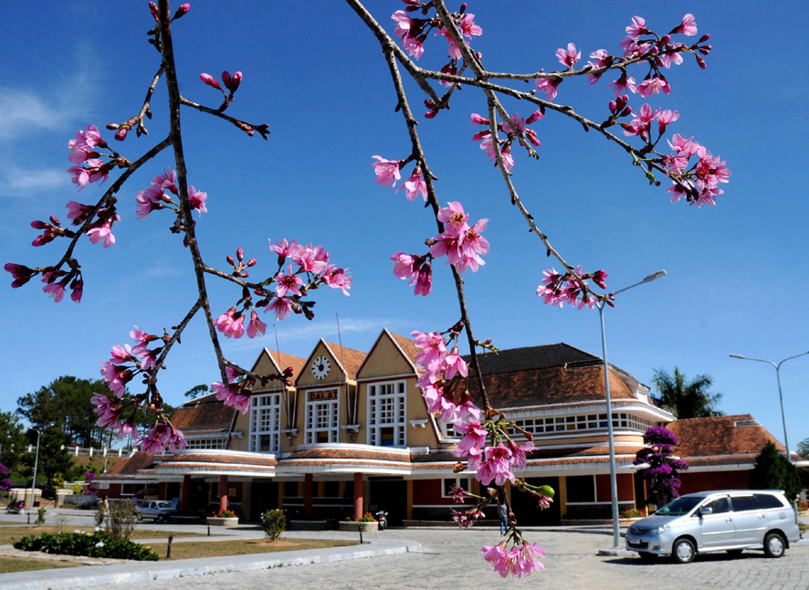 over 100 japanese cherry trees planted in da lat city