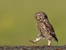comedy wildlife photography awards 2016 winners