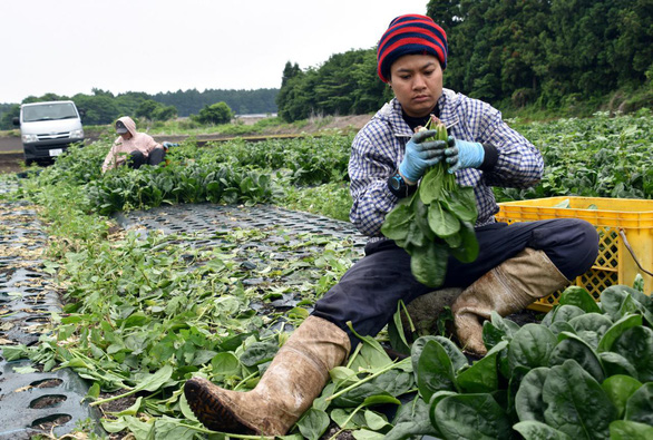 vietnamese workers in japan maybe receive incentives
