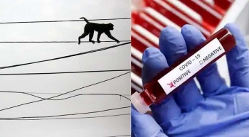India: Monkeys steal Covid-19 test samples from health worker